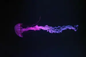 Purple Striped Prints: Purple striped Jellyfish, Chrysaora colorata swimming in dark water of aquarium tank illuminated with pink neon light