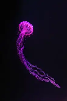 Theriology Prints: Purple striped Jellyfish, Chrysaora colorata swimming in dark water of aquarium tank illuminated with pink neon light