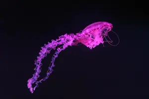 Theriology Prints: Purple striped Jellyfish, Chrysaora colorata swimming in dark water of aquarium tank illuminated with pink neon light