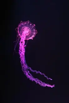 Theriology Prints: Purple striped Jellyfish, Chrysaora colorata swimming in dark water of aquarium tank illuminated with pink neon light