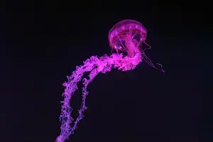 Theriology Prints: Purple striped Jellyfish, Chrysaora colorata swimming in dark water of aquarium tank illuminated with pink neon light