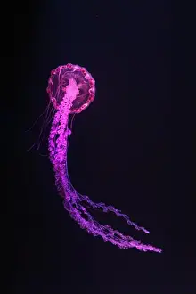 Oceanarium Prints: Purple striped Jellyfish, Chrysaora colorata swimming in dark water of aquarium tank illuminated with pink neon light