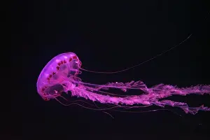 Oceanarium Prints: Purple-striped Jellyfish, Chrysaora colorata swimming in dark water of aquarium tank illuminated with pink neon light
