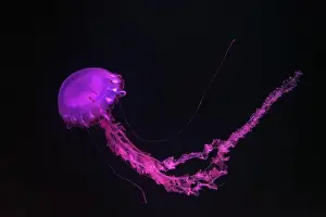 Medusa Prints: Purple-striped Jellyfish, Chrysaora colorata swimming in dark water of aquarium tank illuminated with pink neon light