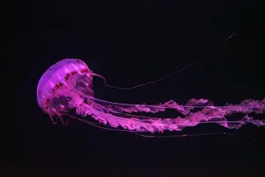 Medusa Prints: Purple-striped Jellyfish, Chrysaora colorata swimming in dark water of aquarium tank illuminated with pink neon light