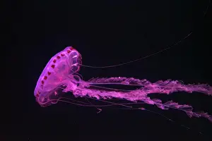 Medusa Prints: Purple-striped Jellyfish, Chrysaora colorata swimming in dark water of aquarium tank illuminated with pink neon light
