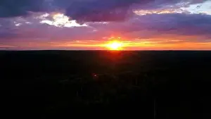Purple sunset. Clip.The view from the drone is a purple-pink sky and the tops of fir trees with green branches