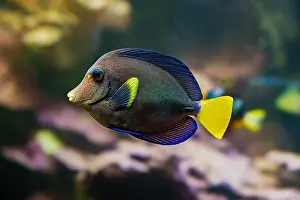 Seawater Prints: Purple tang fish Zebrasoma xanthurum Marine reef fish also known as Yellowtail Sailfin Tang Dist Red Sea Arabian Sea