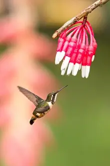 Colombia Prints: Purple-throated woodstar hovering next to white and red flower