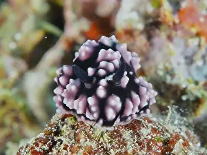 In The Water Prints: Purple warty snail, pustule warty snail (Phyllidiella pustulosa)