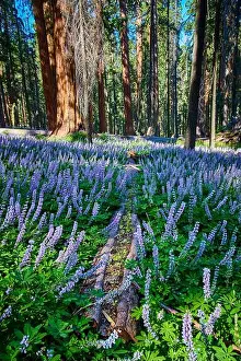 Eco Tourism Prints: Purple Wildflowers and Fallen Log in Sequoia Forest Meadow with Sunlight