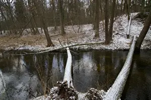 Reservoir Prints: Puszcza Kozienicka in winter