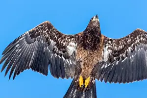 Accipitridae Prints: Pygargue a tete blanche. Haliaeetus leucocephalus