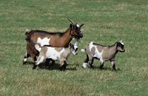Pygmy Prints: Pygmy goat with kids at grass