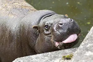 Hippopotamus Prints: Pygmy hippopotamus tongue