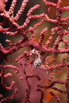 Pygmy Seahorse (Hippocampus bargibanti) on Gorgonian Sea Fan (Muricella sp.), Lembeh Strait, North Sulawesi, Indonesia