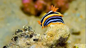 Pyjama Prints: Pyjama Nudibranch, Chromodoris quadricolor, Coral Reef, Red Sea, Egypt, Africa