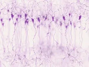 Neurotransmitter Prints: Pyramidal neurons in the cerebral cortex