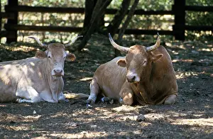Lies Prints: Pyrenean Cow or Blonde des Pyrenees, Domestic Cattle from France