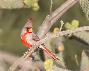 Southwestern Prints: A Pyrrhuloxia perches in Bosque del Apache, National Wildlife Refuge, New Mexico