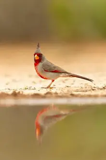 Joe And Mary Ann Mcdonald Prints: Pyrrhuloxia, Santa Clara Ranch, southern Texas, USA