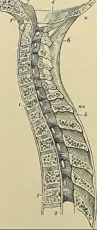 Booksubjectanatomy Prints: Quain's Elements of anatomy.s extending between thetransverse processes