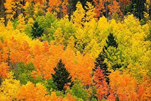 Cristo Prints: Quaking Aspen and Ponderosa Pine trees display fall colors