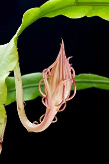 Orchid Cactus Prints: Queen of the Night, Epiphyllum oxypetalum