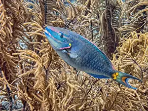 Sponges Prints: queen parrotfish, Scarus vetula is a species of marine ray-finned fish