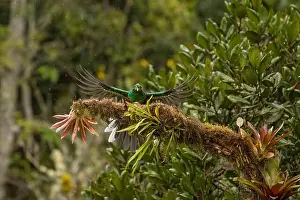 Passerine Prints: Quetzal (Pharomachrus mocinno) Costarica