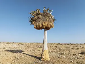 Namibia Prints: Quiver Tree (Aloidendron dichotomum) with huge nest of Sociable Weavers (Philetairus socius)