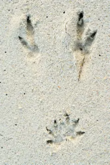 Australasia Prints: Quokka (Setonix brachyurus) footprints in sand, Rottnest Island, Western Australia