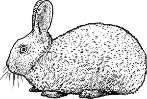 Fluff Prints: Rabbit illustration, drawing, engraving, ink, line art, vector