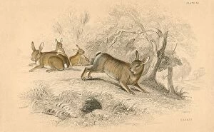 Images Dated 12th December 2023: Rabbit (Oryctolagus cuniculus), 1828