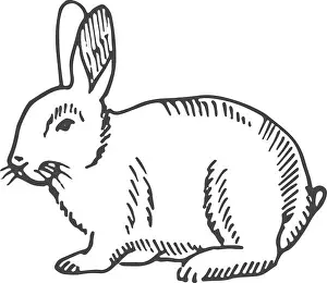 Hare Prints: Rabbit sketch. Hand drawn bunny. Farm animal