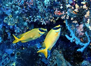 Siganidae Prints: Rabbitfishes or spinefoots, genus Siganus Deep Sea Exploration 2025