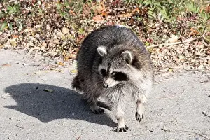 Procyon Lotor Prints: Raccoon on the beach at Bluffer's Park in Scarborough, Toronto, Ontario, Canada