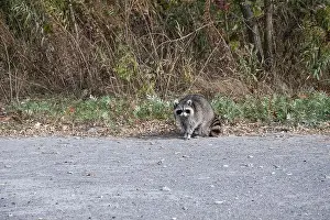 Procyon Lotor Prints: Raccoon on the beach at Bluffer's Park in Scarborough, Toronto, Ontario, Canada