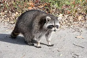 Procyon Lotor Prints: Raccoon on the beach at Bluffer's Park in Scarborough, Toronto, Ontario, Canada