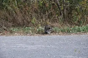 Procyon Lotor Prints: Raccoon on the beach at Bluffer's Park in Scarborough, Toronto, Ontario, Canada
