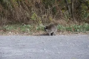 Procyon Lotor Prints: Raccoon on the beach at Bluffer's Park in Scarborough, Toronto, Ontario, Canada
