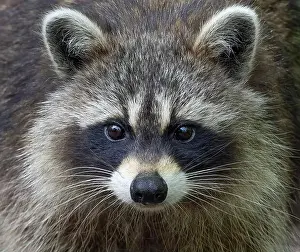 Raccoon Prints: Raccoon closeup walking along a path in the woods in springtime in Canada