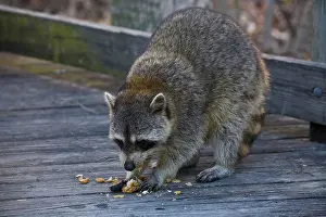 Raccoon Prints: Raccoon eating scraps from trash barrel at Caspersen Beach in Venice Florida