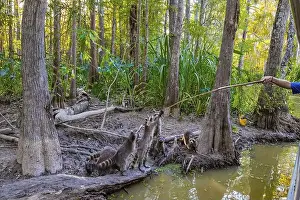 Voyages Prints: Raccoon family. Boat excursion to the protected areas of the Mississippi Basin