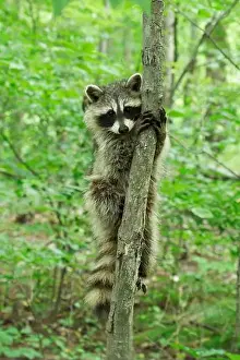 Raccoon Prints: Raccoon holding on to a tree looking at camera