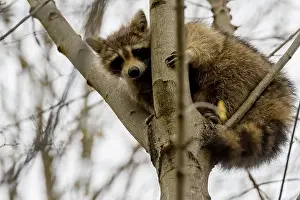 Raccoon Prints: A raccoon looks down from a fork in a tree. Overcast sky above