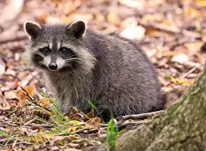 Raccoon Prints: Raccoon portrait in the forest, Quebec, Canada