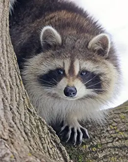 Raccoon Prints: Raccoon portrait on the tree, Montreal, Canada