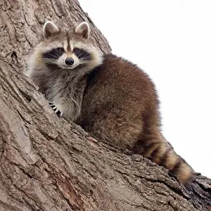 Raccoon Prints: Raccoon portrait on the tree, Montreal, Canada