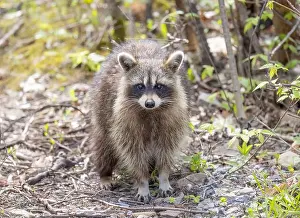 Raccoon Prints: Raccoon walking along a path in the woods in springtime in Canada